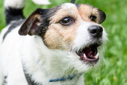 Perchè il cane abbaia?