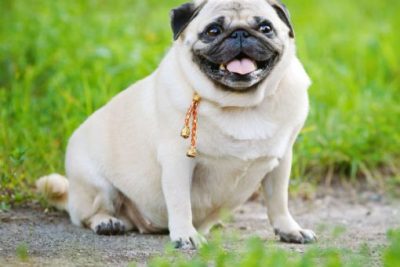 Alimentazione del cane: il sovrappeso