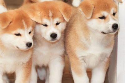 Akita Inu: non è come sembra