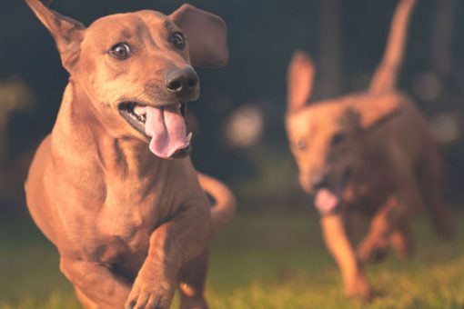 Il gioco è alla base dell’addestramento del cane