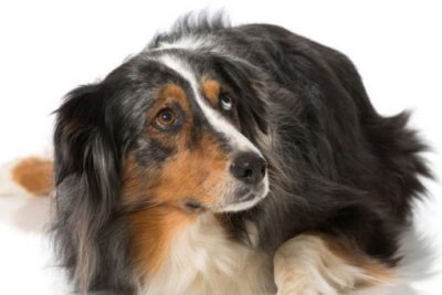 Cani paurosi? Consigli per l’uso!