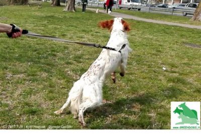 cane perde pelo