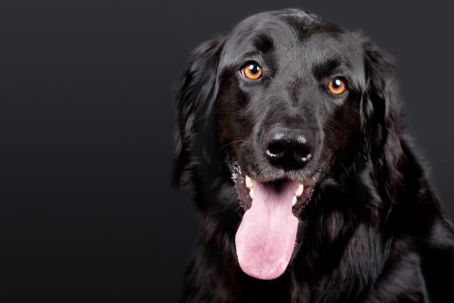 doggo zecche