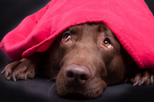 Ansia da separazione cane