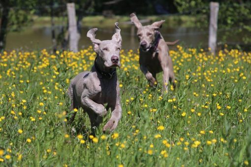 Piante velenose per cani e gatti