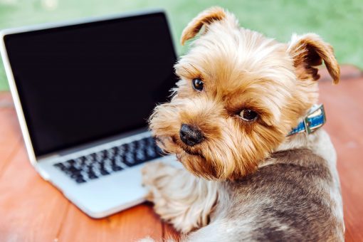 Animali al lavoro