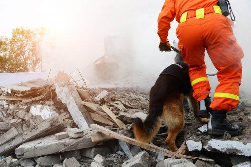 Cani salvataggio