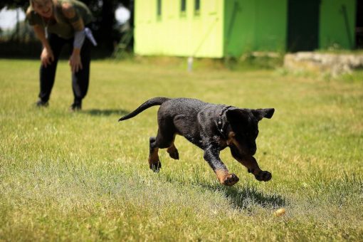 Running-dog