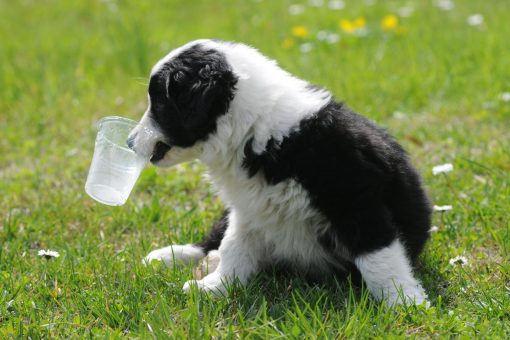 temperatura corporea del cane