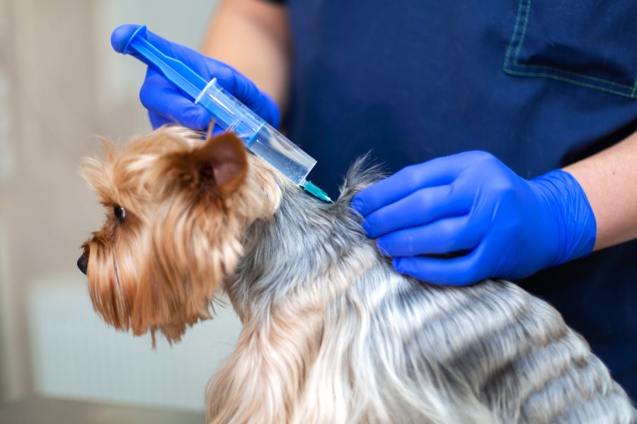 Vaccinare il proprio cane per prevenire la leishmaniosi