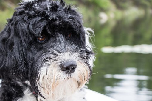 Cane_dacqua_portoghese