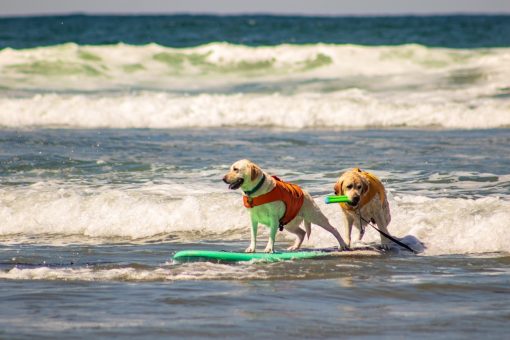 Labrador Retriever da soccorso in acqua