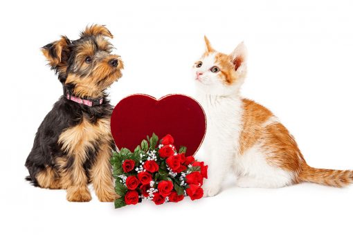 Hund und Katze am Valentinstag
