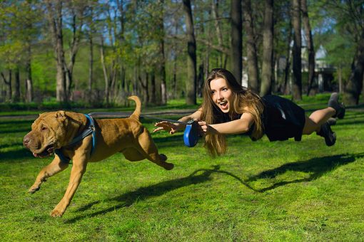 I cani e il guinzaglio