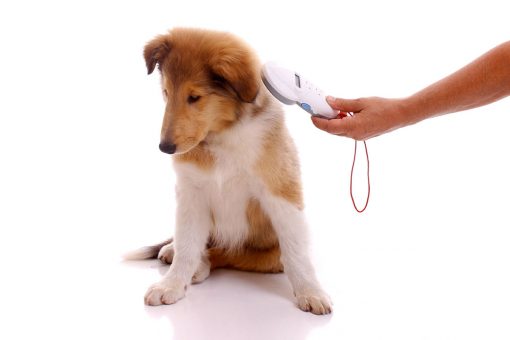 cane_microchip
