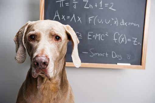 Juegos de resolución de problemas para perros