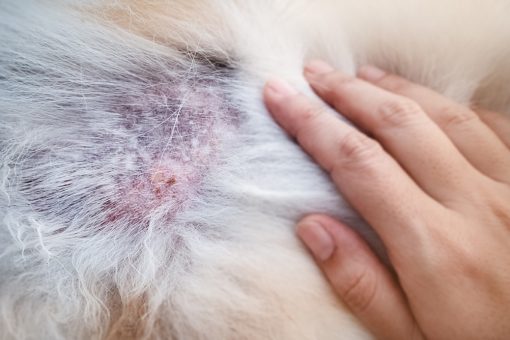 Pelo del cane