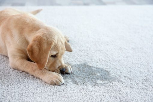 perro sucio en la casa