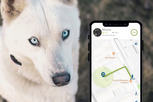 produit de suivi de chien