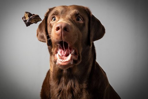 hund-mit-offenem-mund
