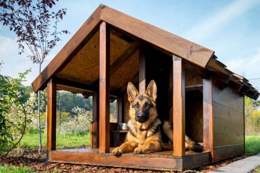 hund-zu-hause