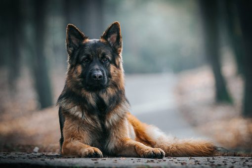 hund-sitzt-auf-der-strasse
