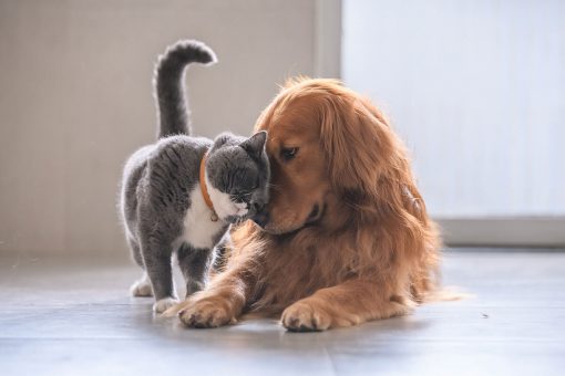 katze-mit-hund