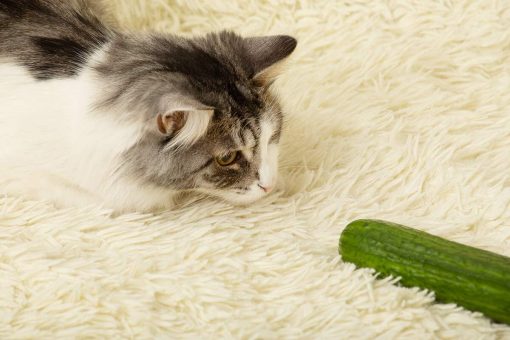 gatto_con_cetriolo