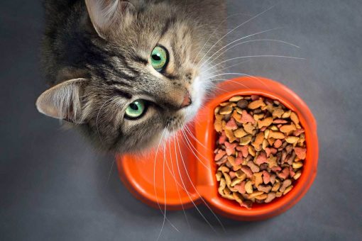 gatto_con_ciotola