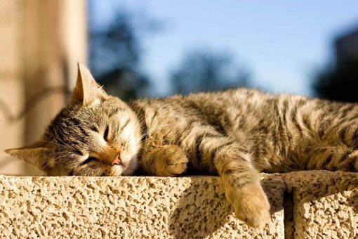 sleeping-cat