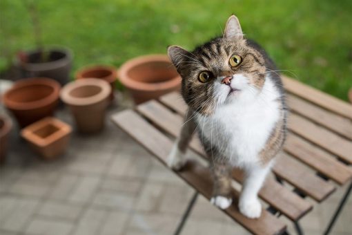 gato-mira