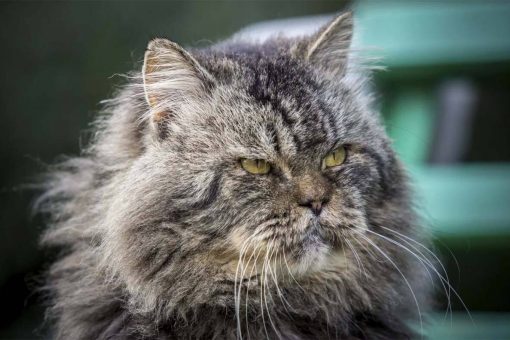 gatto_vecchio_serio