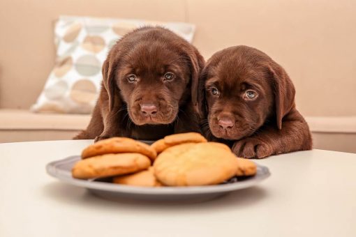 cane_dolci