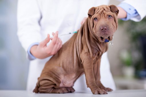 cane_vaccinazione