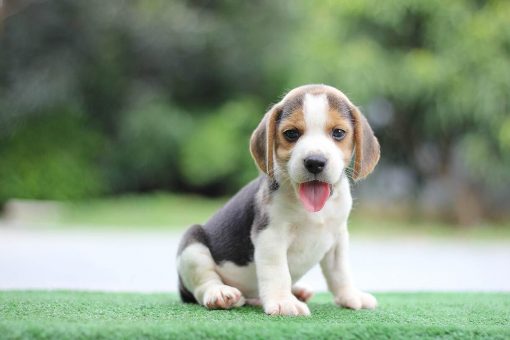 cucciolo_cane