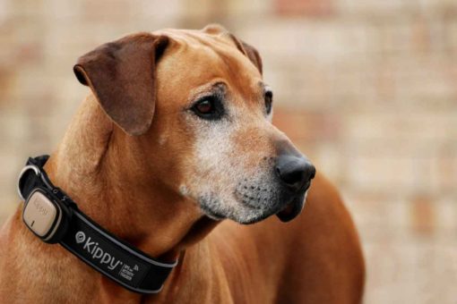 Hund_kippy_brown