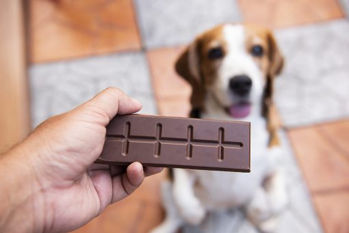 chien-chocolat