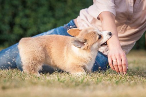 petit-chien-mord