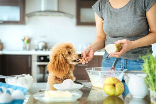 cane_mangia_cucina