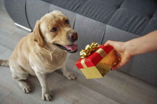 cane_regalo
