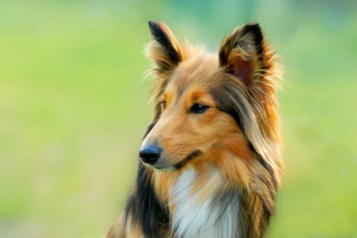 border_collie