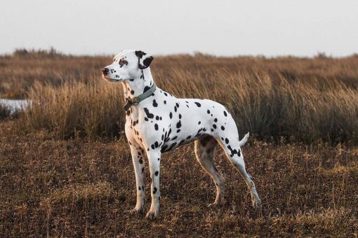 chien-attentif