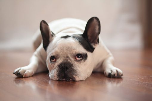 hund-Augen
