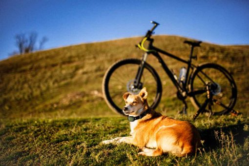 Hund-Rad