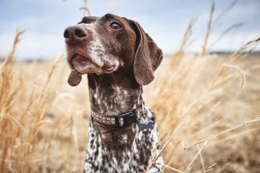 chien-de-chasse