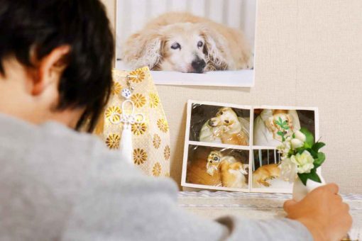 Hund-foto