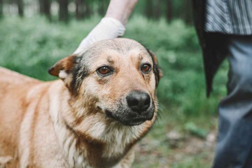 Hund-schau