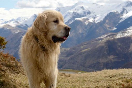 chien-montagne