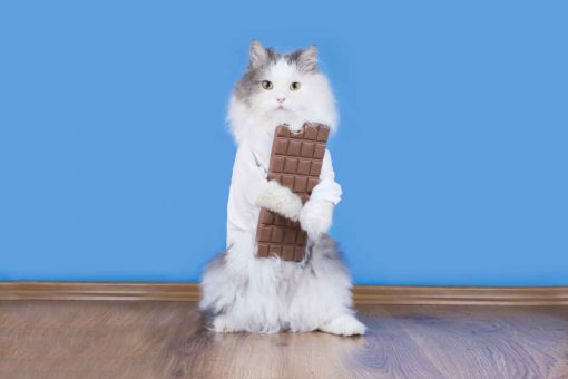 gatto_cioccolato