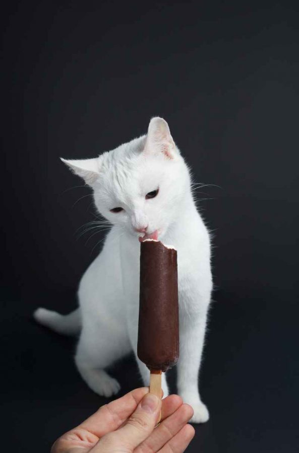 Katzen Schokolade Gefressen
